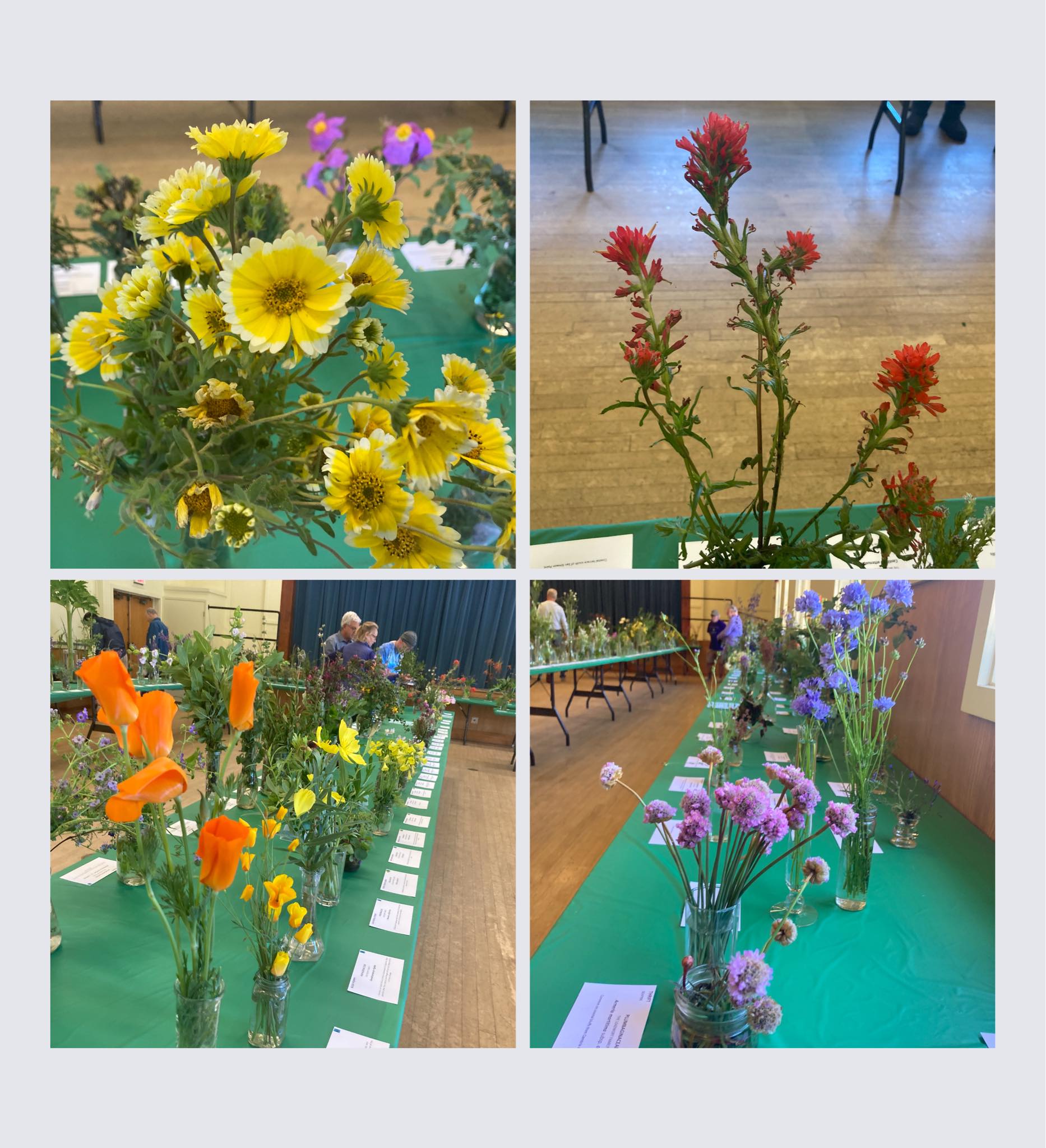 four images of flowers at the Wildflower Show